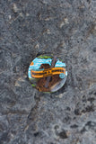2026 Commemorative Poster Pinback Button