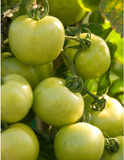 Fried Green Ta-Maters (Tomato) Mix, Breader, 9oz Cloth